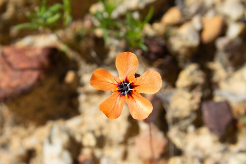 Drosera miniata