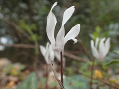 Cyclamen repandum