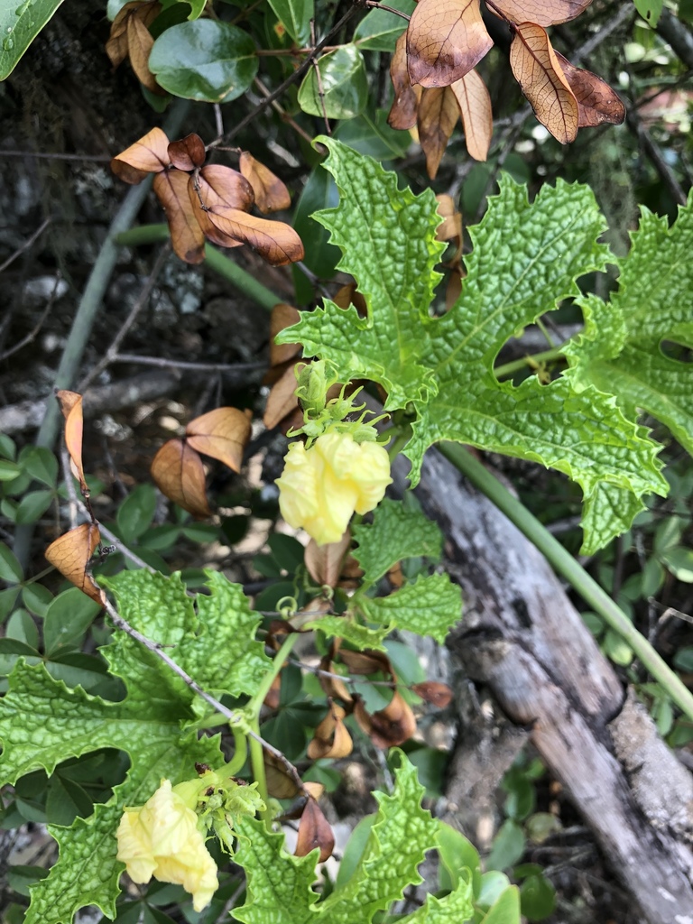 Peponium