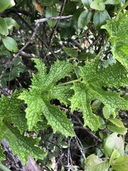 Peponium caledonicum