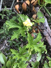 Peponium caledonicum