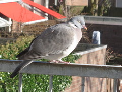 Columba palumbus