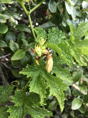 Peponium caledonicum