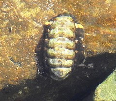 Onithochiton quercinus