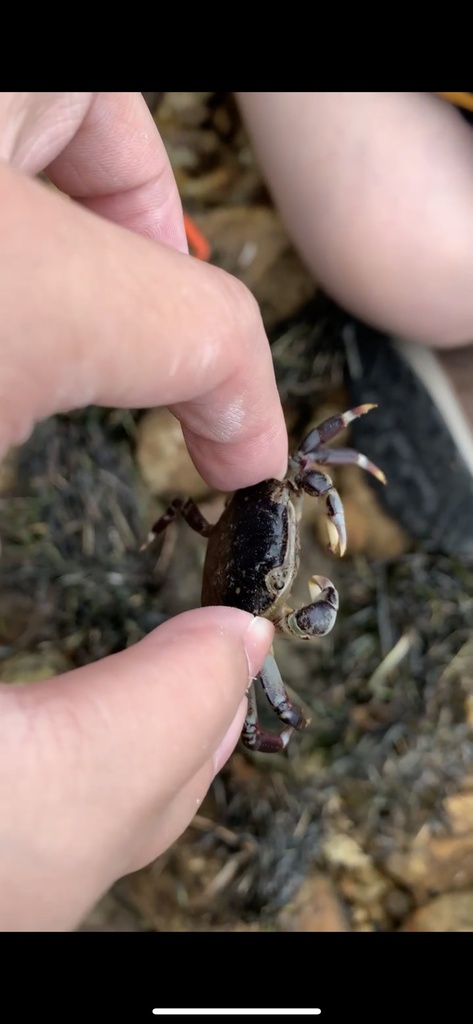 Common Rock Crab from Otago, New Zealand on April 21, 2021 at 03:15 PM ...