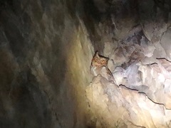 Otus spilocephalus hambroecki