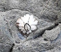 Chthamalus antennatus