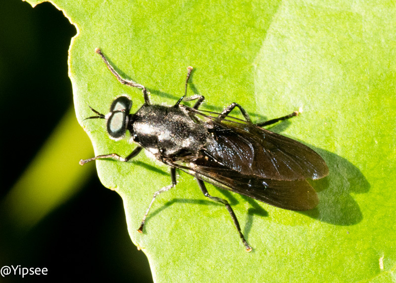 Clitellaria bilineata