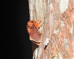 Pseudanapaea denotata