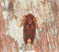 Pseudanapaea denotata