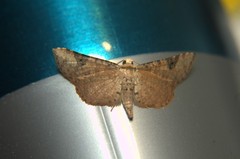 Thyrididae