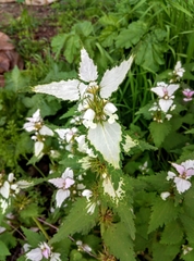 Lamium moschatum