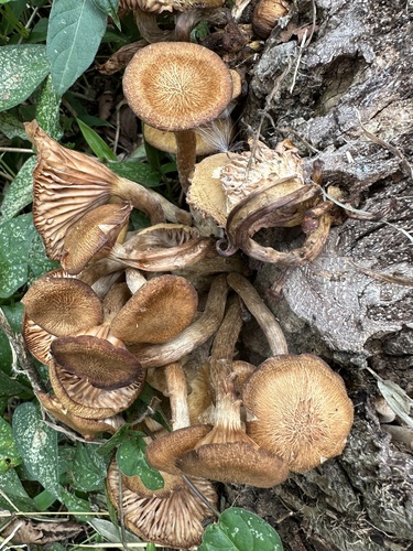 Desarmillaria tabescens