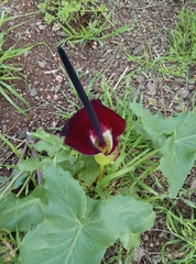 Arum palaestinum