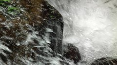 Amolops hongkongensis