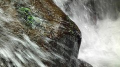 Amolops hongkongensis