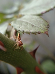 Cosmophasis lami