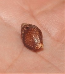 Pardalinops testudinaria