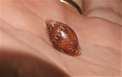 Pardalinops testudinaria