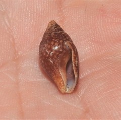 Pardalinops testudinaria
