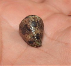 Conus coronatus