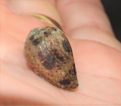 Conus coronatus