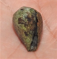 Conus coronatus