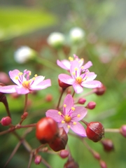 Talinum paniculatum