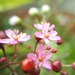 Talinum paniculatum - Photo (c) gustininani,  זכויות יוצרים חלקיות (CC BY-NC)