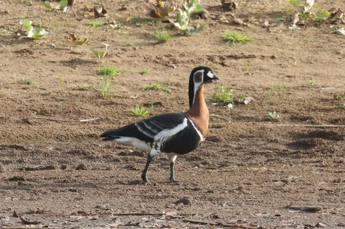 Barnacla cuellirroja (Branta ruficollis)