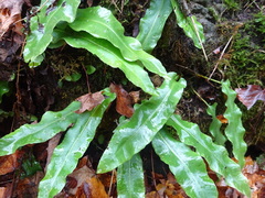 Asplenium scolopendrium americanum