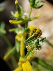 Synchytrium myosotidis