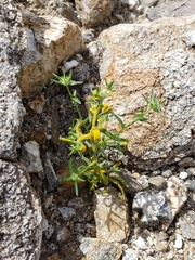 Synchytrium myosotidis