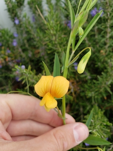 Lathyrus gorgoni, photograph 4