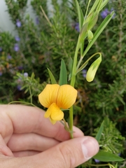 Lathyrus gorgonei