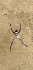 Argiope