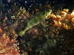 Helotes octolineatus