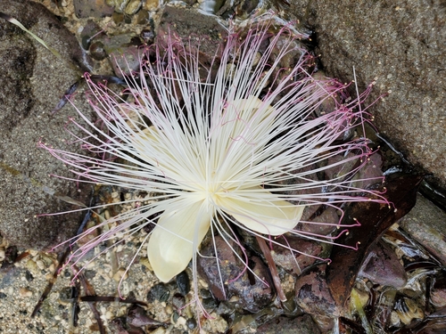 Barringtonia asiatica