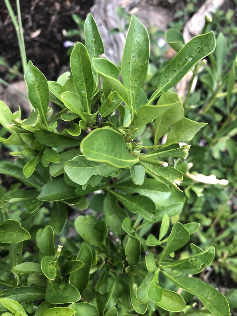 Pavetta graciliflora (Pavetta graciliflora)