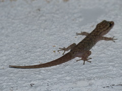 Phyllodactylus darwini