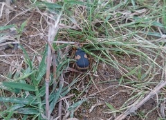 Pheropsophus jessoensis