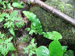 Asplenium scolopendrium americanum