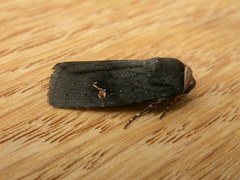 Proteuxoa cinereicollis