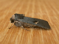 Proteuxoa cinereicollis