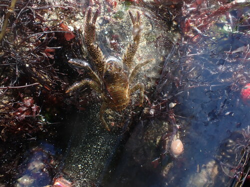 Photo of Black squat lobster (Galathea squamifera)