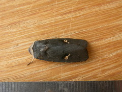 Proteuxoa cinereicollis