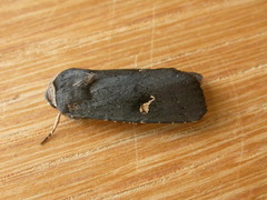 Proteuxoa cinereicollis