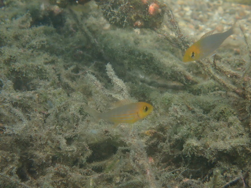 Ornate emperor (Lethrinus ornatus) — Lethrinidae