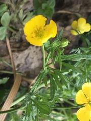 Ranunculus millefolius