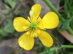 Ranunculus millefolius